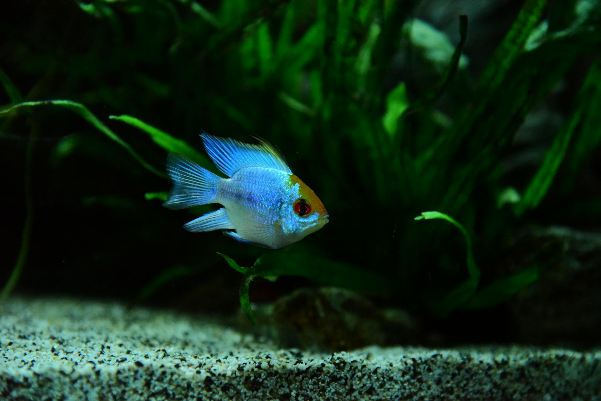 Close-up of a colorful blue cichlid fish swimming in a lush freshwater aquarium.
