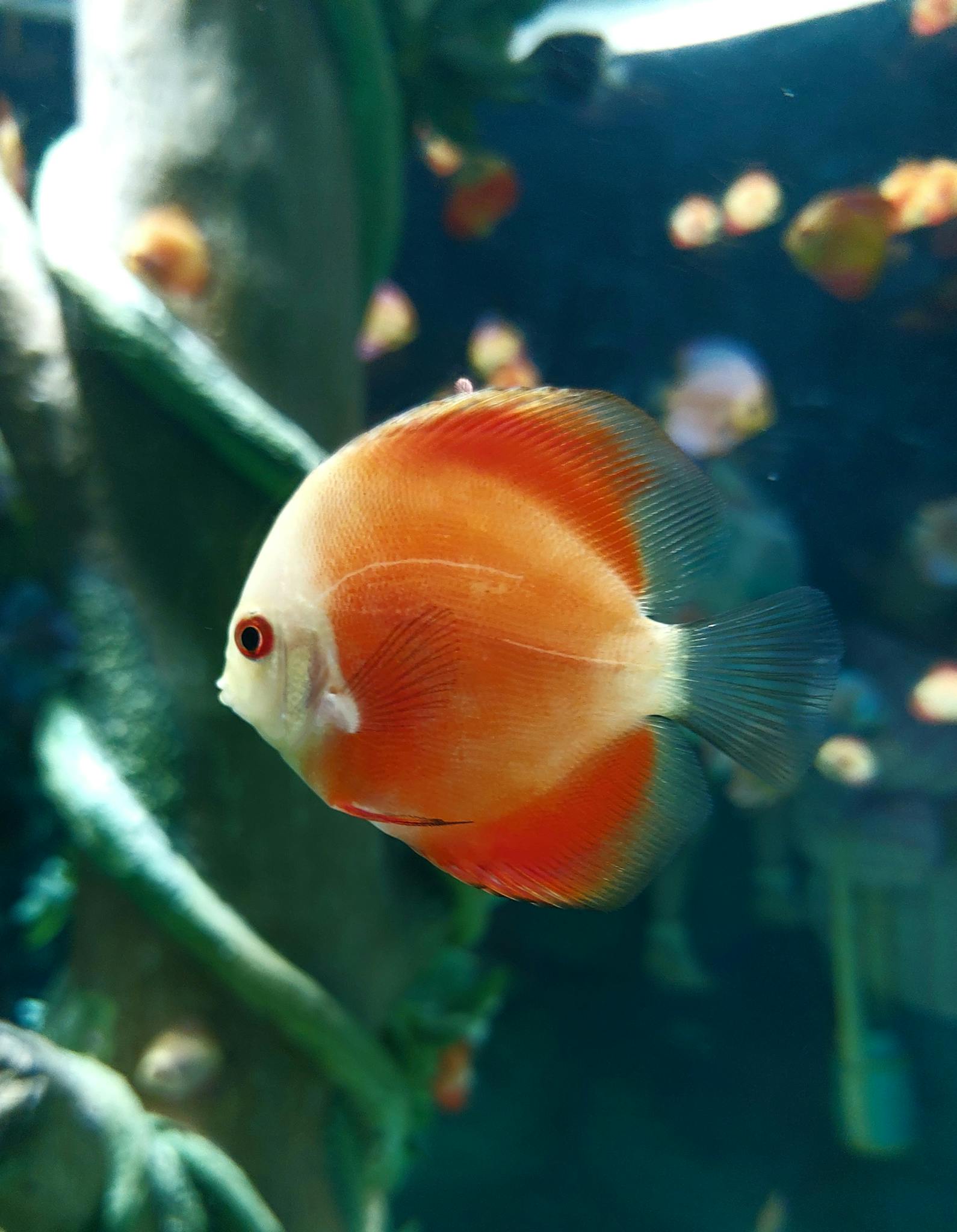 Close-up of a vibrant orange discus fish swimming in a lush aquarium environment.
