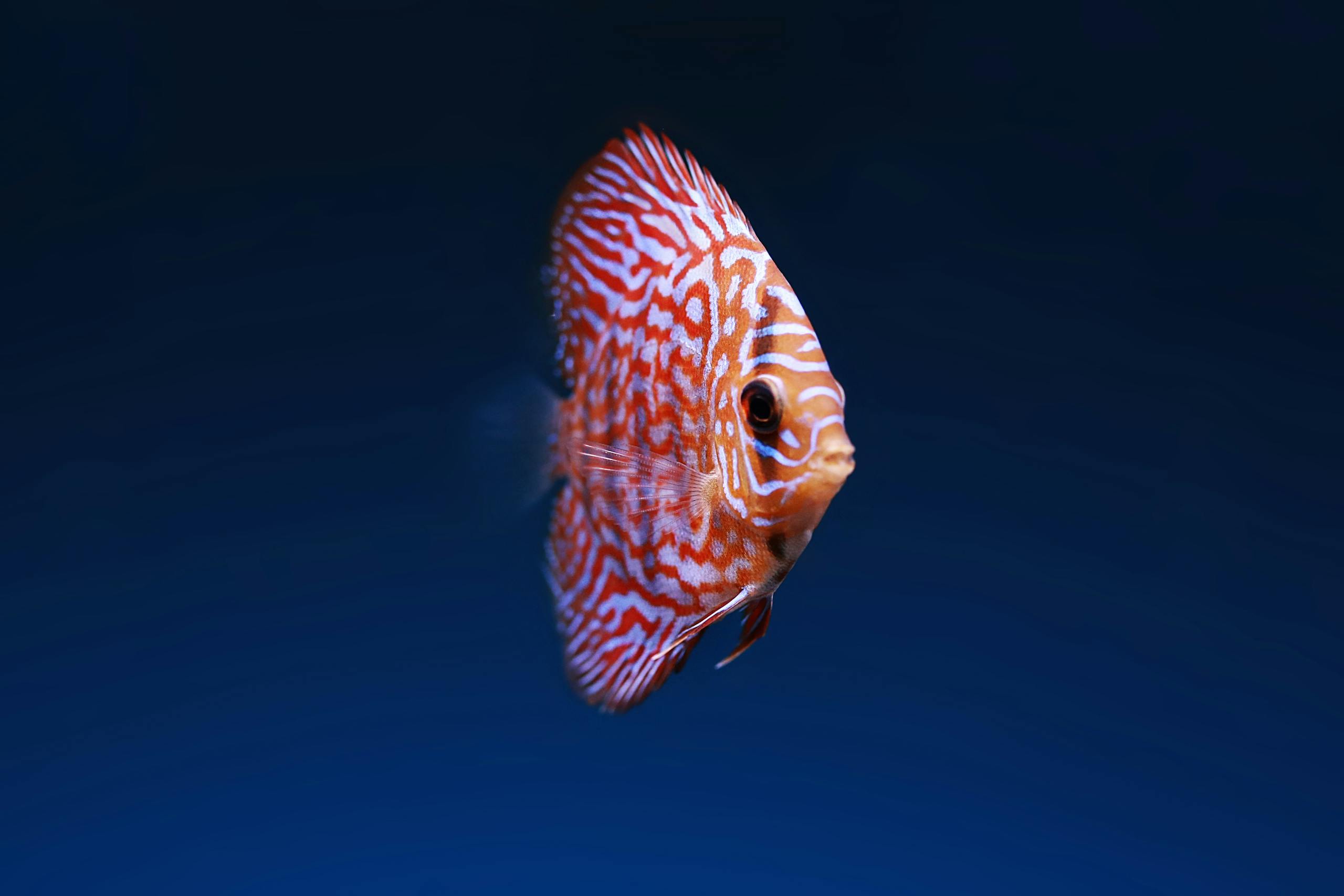 Close-up of a vibrantly colored discus fish swimming gracefully in aquatic depths.