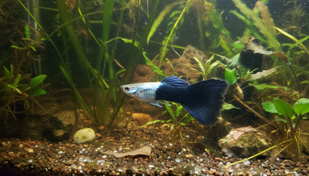 Halfblack Guppy (Poecilia reticulata) showcasing vibrant colors in a beautifully designed aquarium setting.