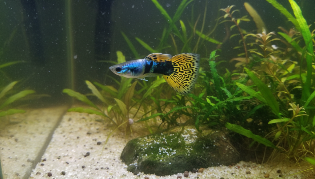 Yellow King Cobra Mosaic (Ophiophagus hannah) displaying vibrant colors in a stunning aquarium setting.