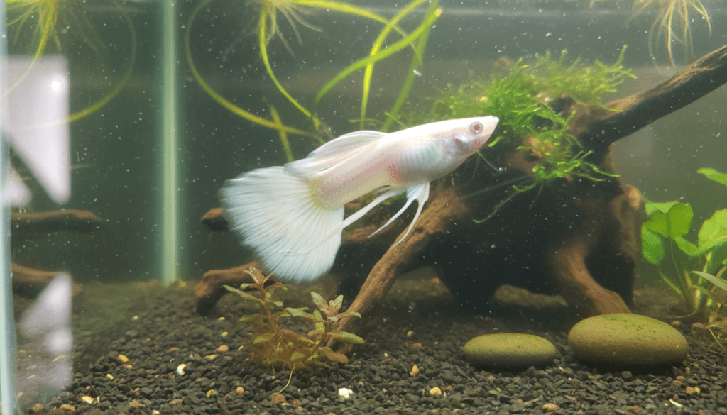 Albino guppy (Poecilia reticulata) swimming gracefully in a vibrant home aquarium setting.