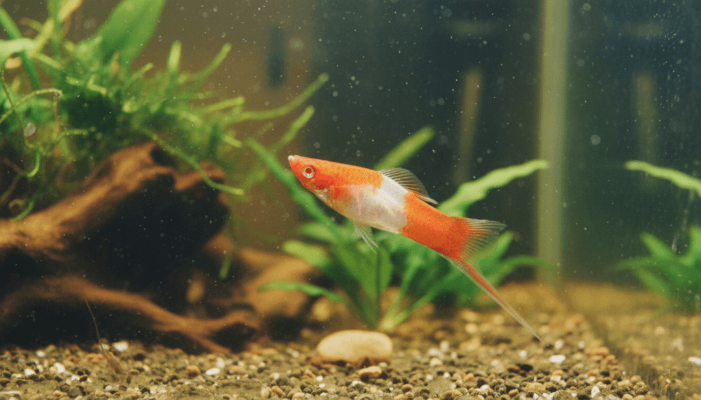 Kohaku-swordtail (Xiphophorus helleri) swimming gracefully in a vibrant aquarium setting.