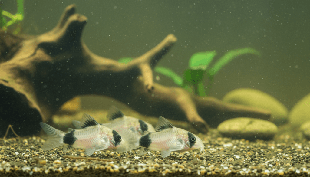 Panda-corydoras (Corydoras panda) swimming in a vibrant aquarium, showcasing their unique spotted patterns.