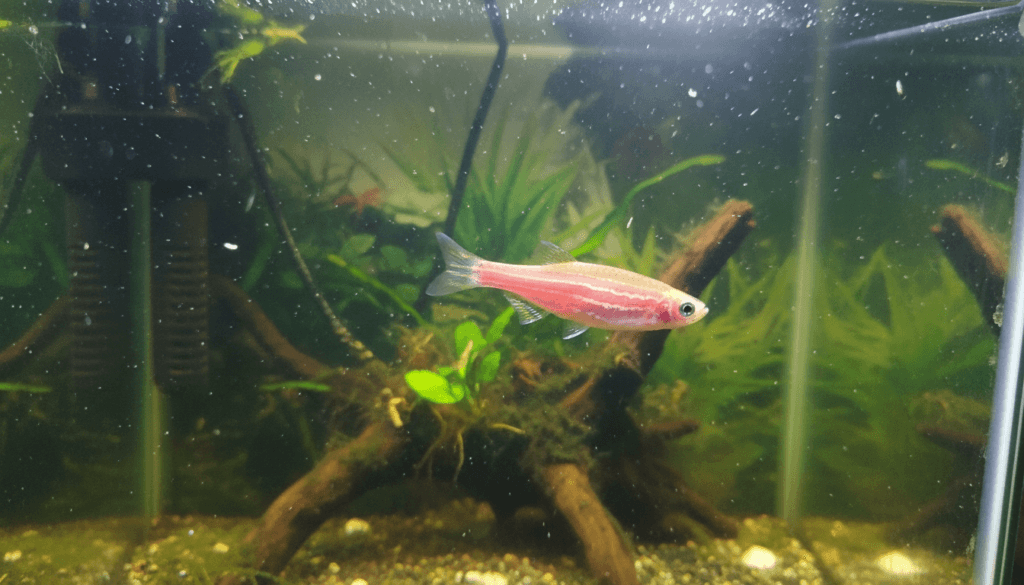 rose danio specie in a tank with driftwood and plants