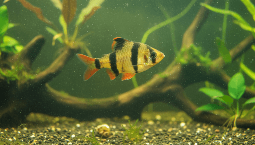 Colorful tiger-barb (Puntius tetrazona) swimming gracefully in a vibrant aquarium environment.