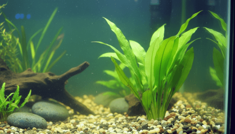 "Amazon sword (Echinodorus amazonicus) thriving in a freshwater aquarium, showcasing lush green foliage."
