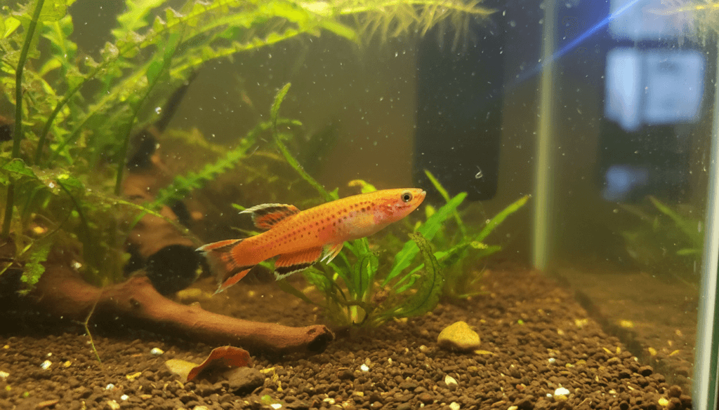 Colorful aphyosemion-australe, also known as the orange killifish, thriving in a vibrant aquarium environment.