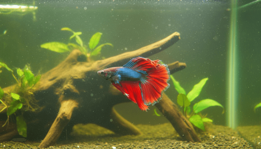 Vibrant betta fish (Betta splendens) swimming gracefully in a beautifully arranged aquarium setting.