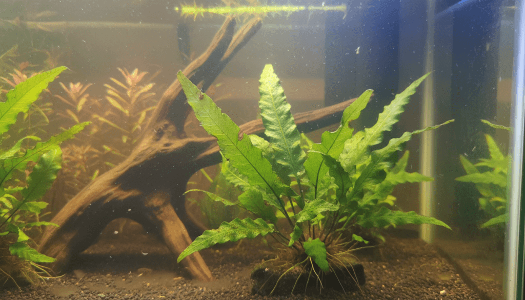 "Java fern (Microsorum pteropus) thriving in a planted aquarium, enhancing aquatic aesthetics and biodiversity."