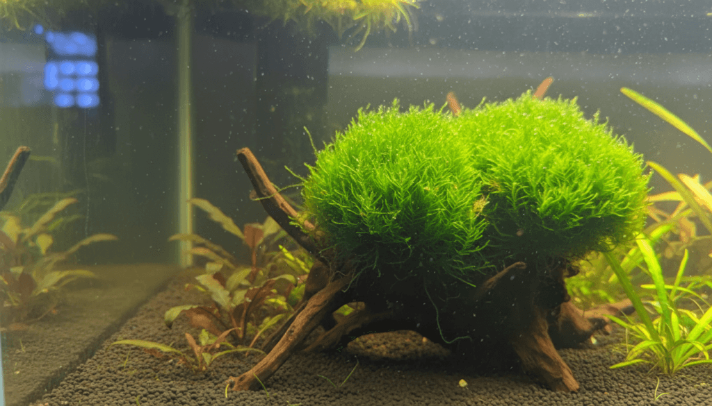 "Flame moss (Taxiphyllum sp. flame) thrives in a vibrant aquarium, enhancing aquatic landscapes with its unique textures."