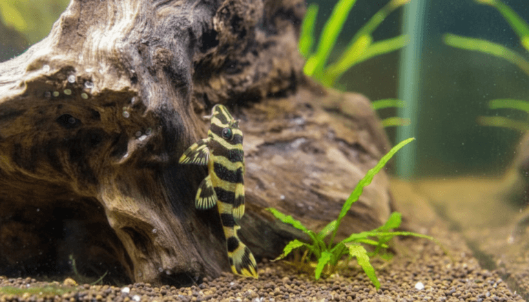 Vibrant leopard-frog-pleco (Baryancistrus xanthellus) gracefully perched on aquarium decor, showcasing its unique patterns.