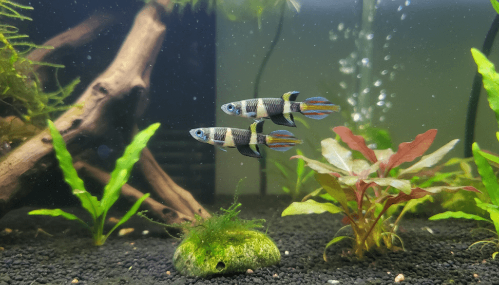 "Colorful rocket-killifish (Micropanchax brichardi) swimming gracefully in a vibrant home aquarium setting."