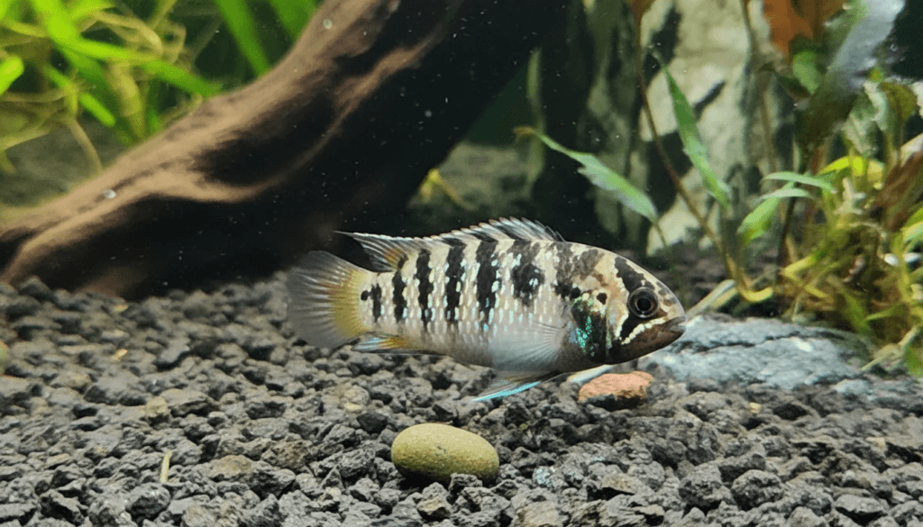 Vibrant zebra acara (Nannacara adoketa) swimming in a colorful aquarium habitat.