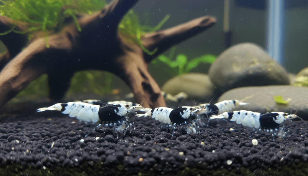 "Panda shrimp (Caridina cf. babaulti) exploring a vibrant reef aquarium, showcasing its unique colors."