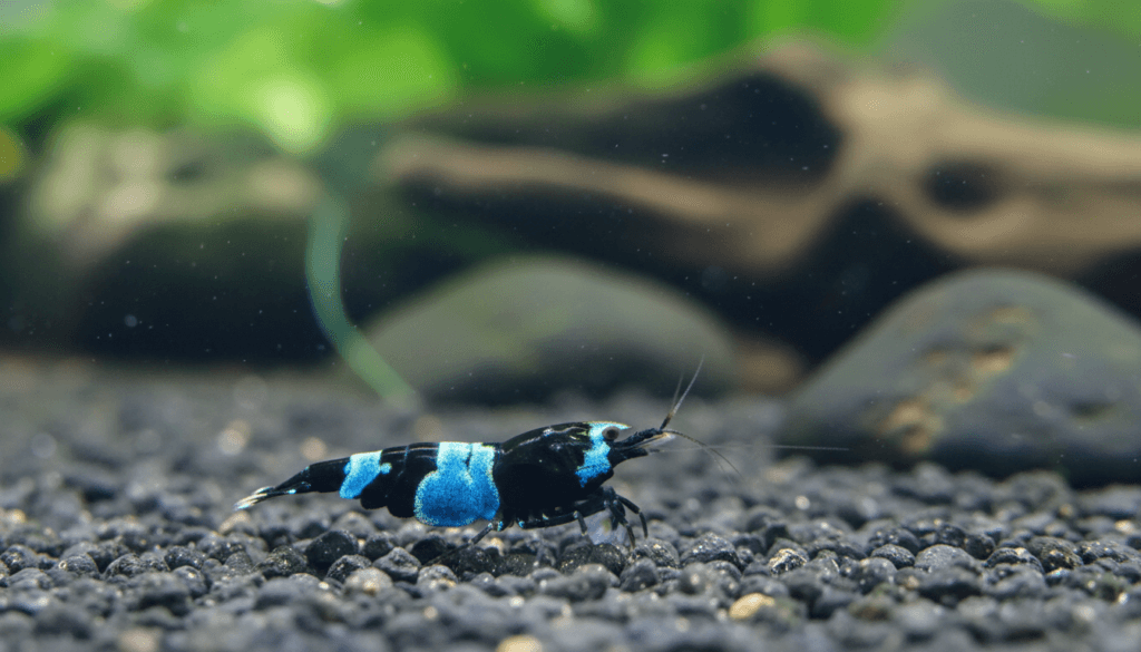 "Close-up of a panda shrimp (Caridina dennerli) in a vibrant aquarium setting, showcasing its unique colors."