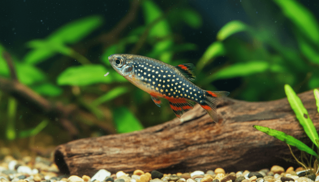 "Pearl-danio (Brachydanio albolineatus) swimming gracefully in a vibrant home aquarium environment."